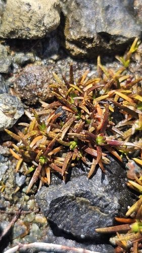 Colobanthus wallii, photograph 5