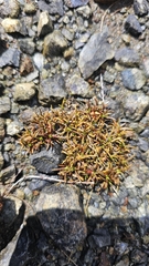 Colobanthus wallii, photograph author not stated, no rights reserved