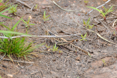 Austracris guttulosa