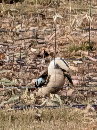 Laughing Kookaburra