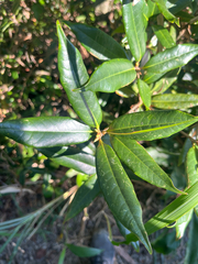 Quercus sessilifolia, photograph (c) Hazel Chang, some rights reserved (CC BY)