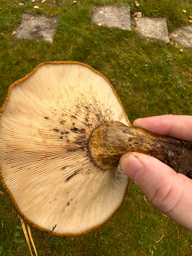 Ugly Milkcap