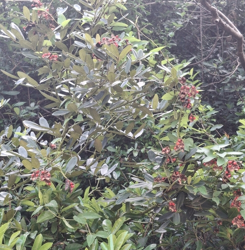 Ormosia observed 2026-09-20