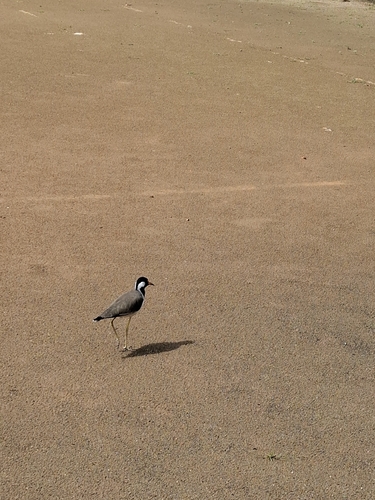 Red-wattled Lapwing