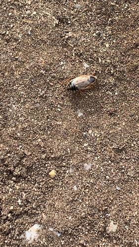 Forest Cockroach
