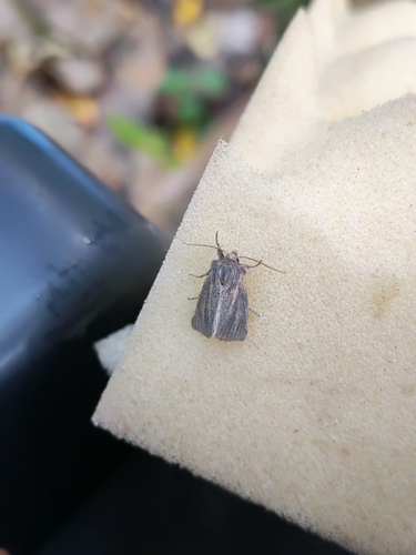 Small Wainscot