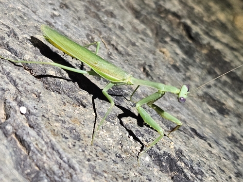 Arizona Mantis