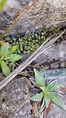 Lindsaea linearis, photograph author not stated, no rights reserved
