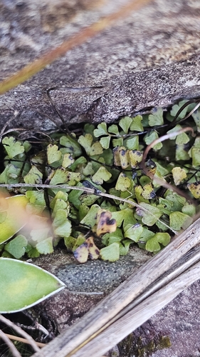 Lindsaea linearis, photograph 6