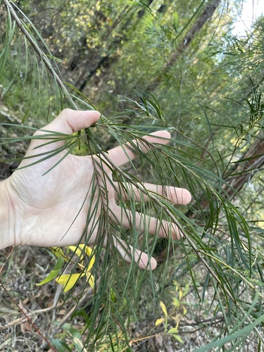 Acacia longissima, 2026-09-20