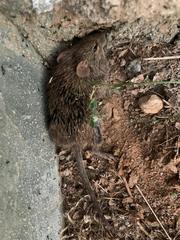 Arvicanthis niloticus