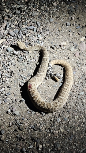 Western Diamond-backed Rattlesnake