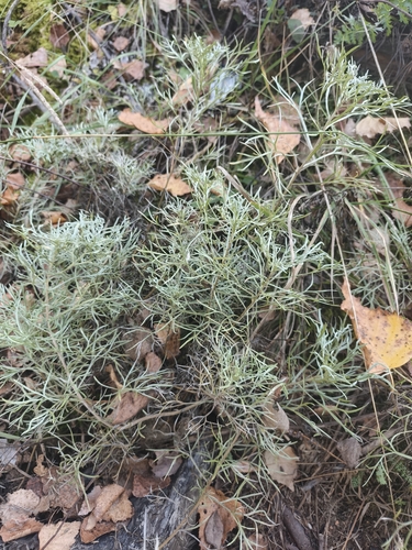 Artemisia sericea, photograph 1