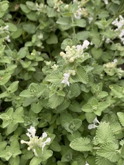 Nepeta × faassenii