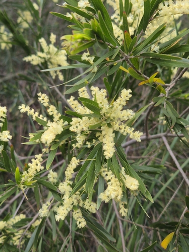 Weeping Acacia