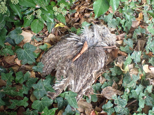 Tawny Owl