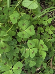 Medicago arabica, photograph (c) Ian Rainbow, some rights reserved (CC BY)