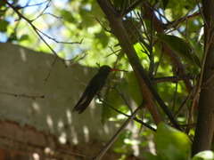 Cynanthus latirostris