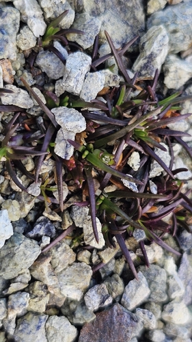 Colobanthus wallii