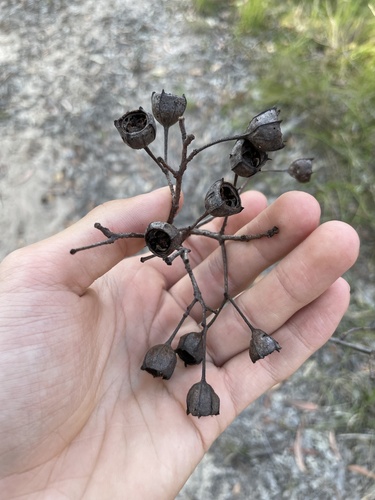 Angophora woodsiana, 2026-09-20