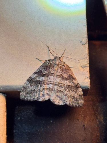 Autumnal Moth