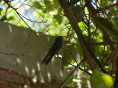 Cynanthus latirostris