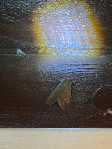 Red-line Quaker