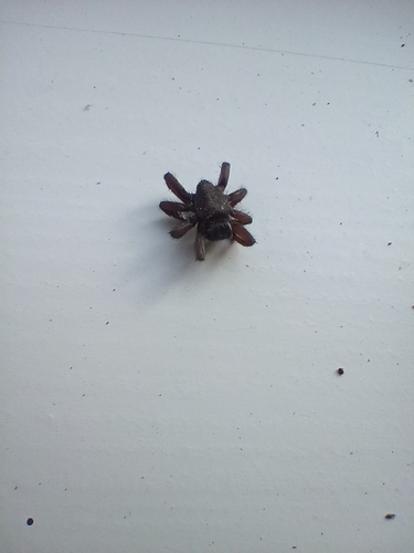 Scotophaeus