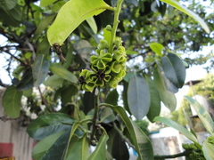 Ebenaceae