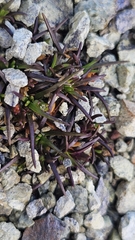 Colobanthus wallii, photograph author not stated, no rights reserved