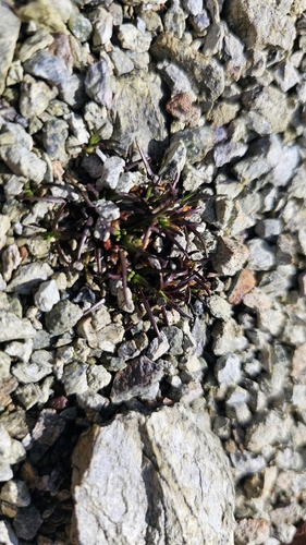 Colobanthus wallii, photograph 3