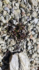 Colobanthus wallii, photograph author not stated, no rights reserved
