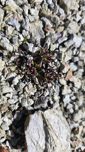 Colobanthus wallii, photograph 4