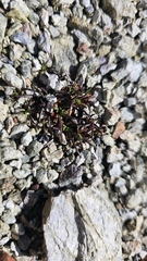 Colobanthus wallii, photograph author not stated, no rights reserved