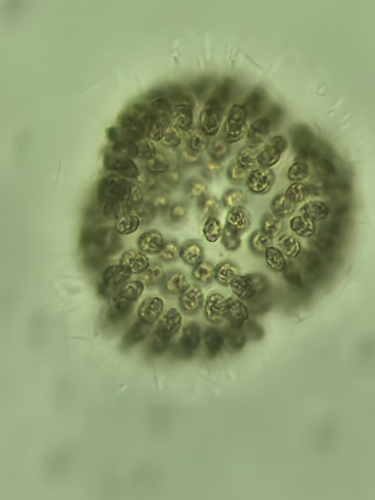 Woronichinia naegeliana
