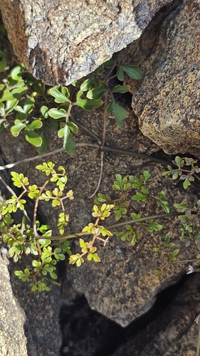Clematis forsteri