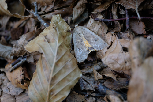Large Yellow Underwing