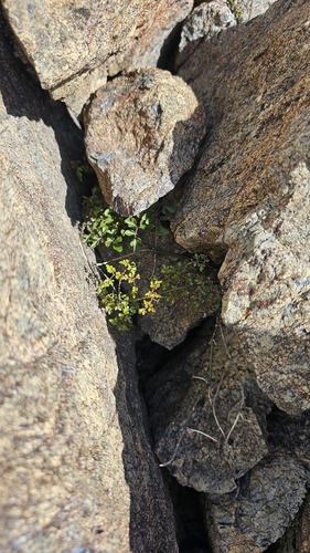 Clematis forsteri, photograph 2