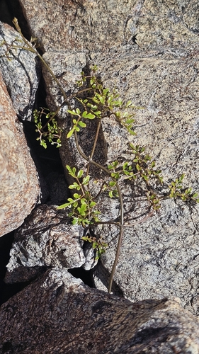 Clematis forsteri, photograph 3