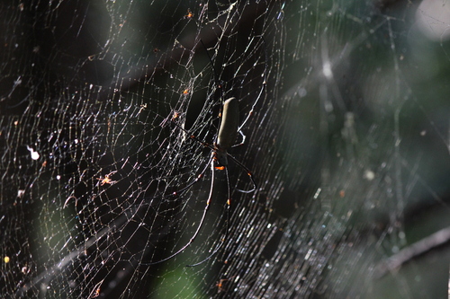 Giant Golden Orbweaver