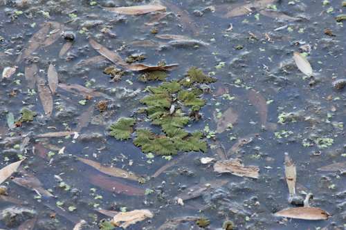 Azolla pinnata, photograph 2