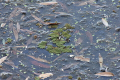 Azolla pinnata, photograph (c) Stella Fish, some rights reserved (CC BY)