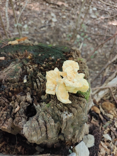 chicken of the woods