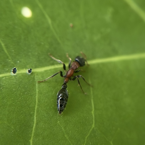 Arboreal Bicolored Slender Ant