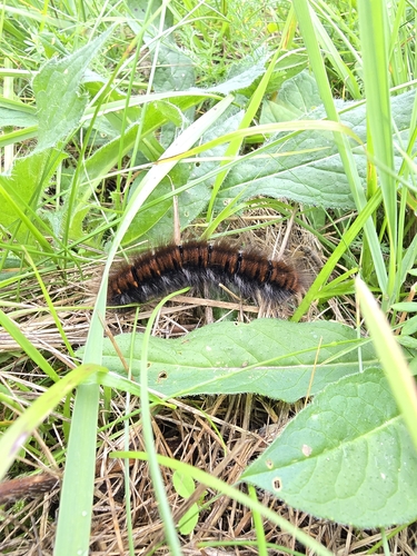 Fox Moth
