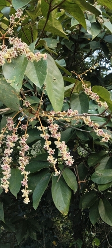 Sterculia guttata observed 2026-09-16