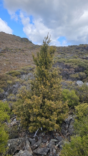 Podocarpus laetus, photograph 3