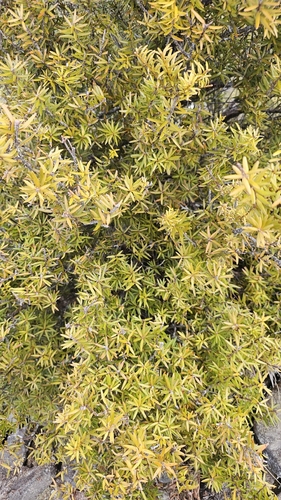 Podocarpus laetus, photograph 4