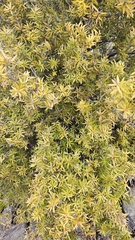 Podocarpus laetus, photograph author not stated, no rights reserved