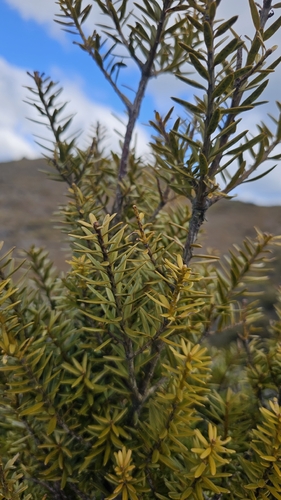 Podocarpus laetus, photograph 5